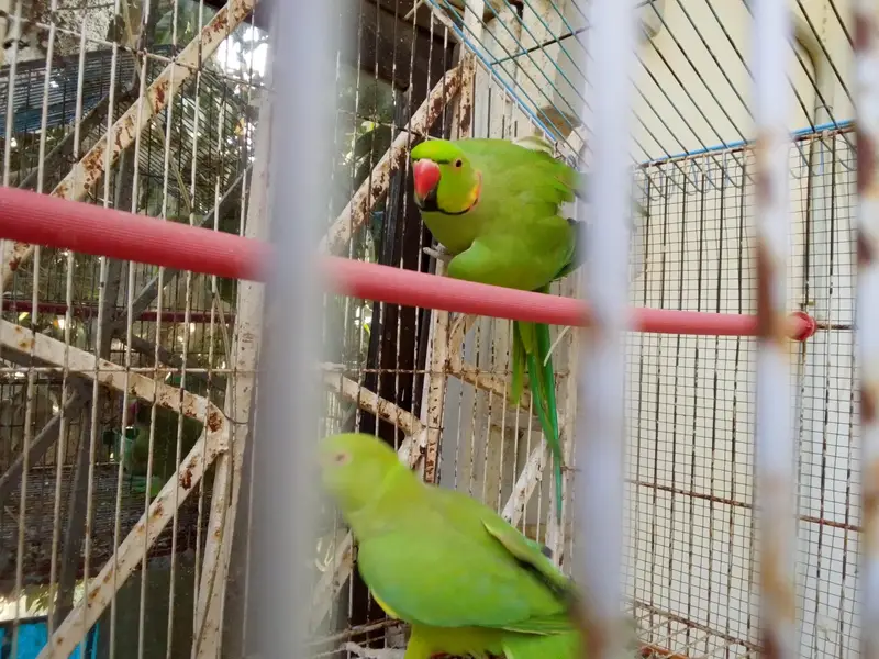 Goos pair . ready to bread — photo 4