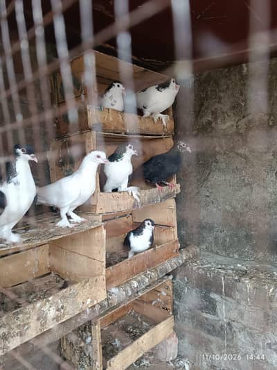 black and white sherazi pigeons
