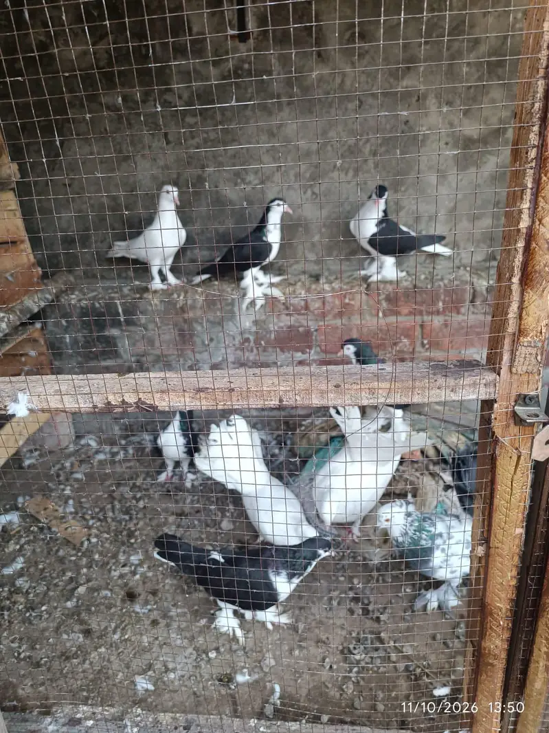 black and white sherazi pigeons — photo 2