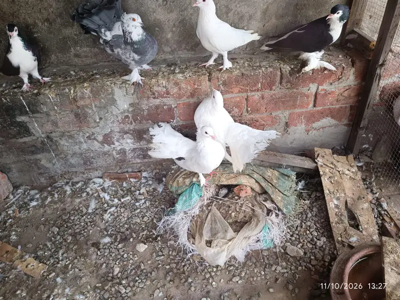 black and white sherazi pigeons — photo 3