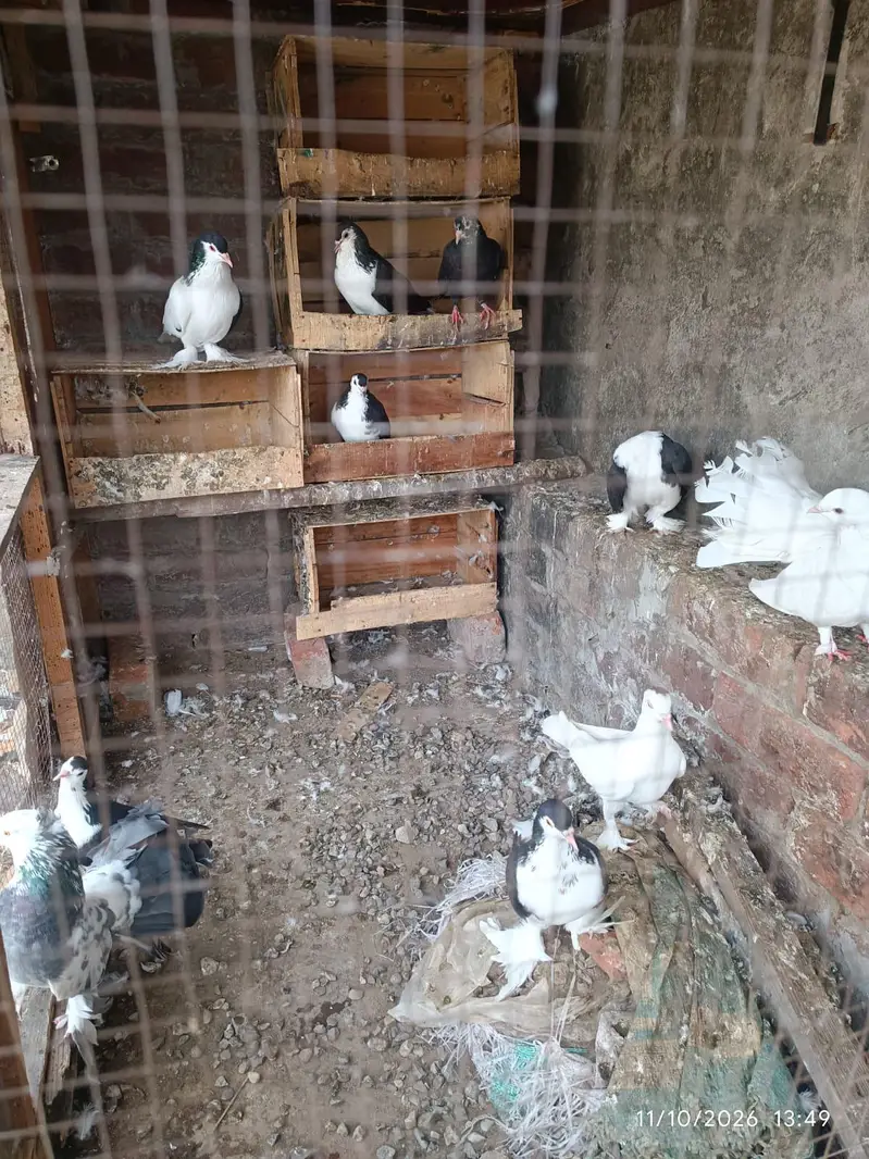 black and white sherazi pigeons — photo 4