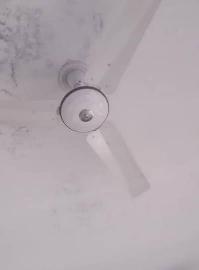 5500 Each fan