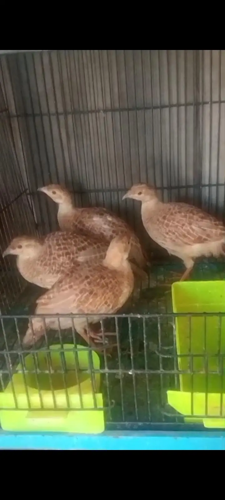 irani teetar ka pair first breed ka leya tiyar hai