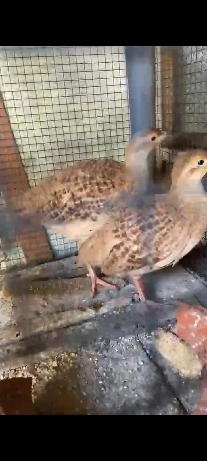 irani teetar ka pair first breed ka leya tiyar hai — photo 2