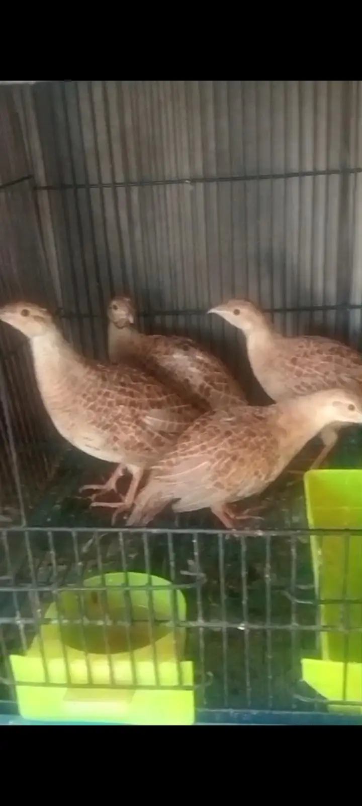 irani teetar ka pair first breed ka leya tiyar hai — photo 3