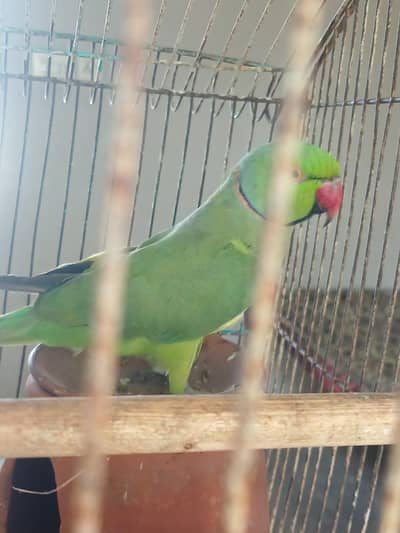 2 parrot