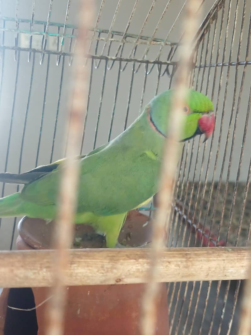 pair parrot 0