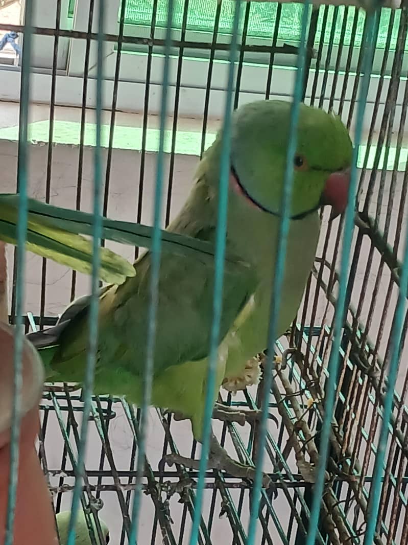 pair parrot 1