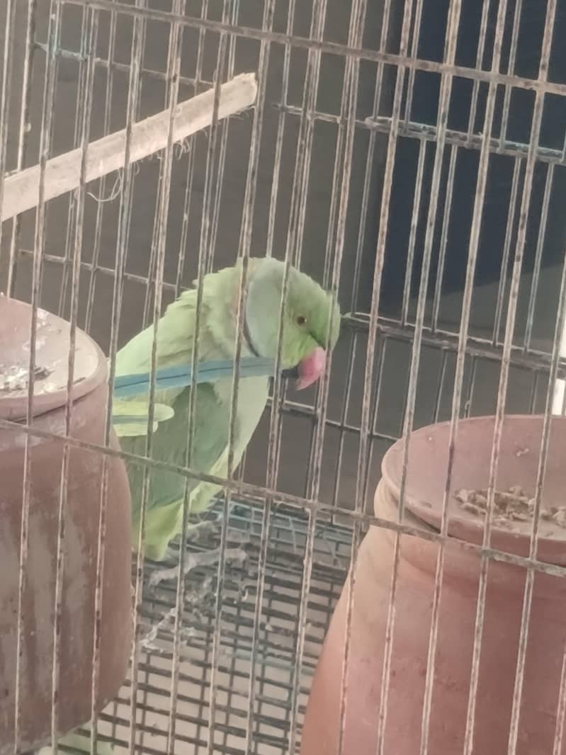 pair parrot 2