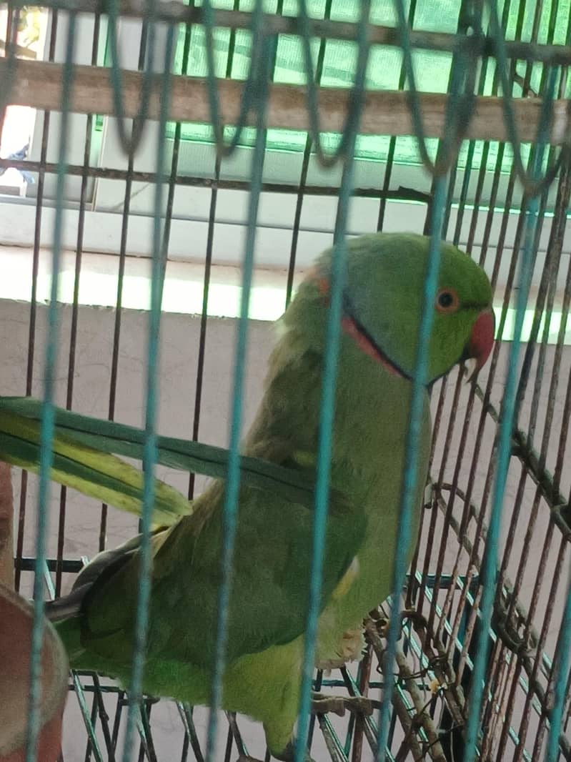 pair parrot 3
