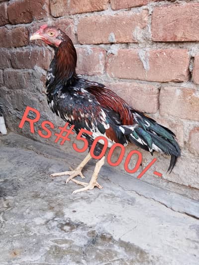 High quality aseel hens for sale in low price. whatsapp no. 03049256454