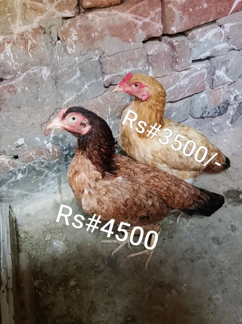 High quality aseel hens for sale in low price. whatsapp no. 03049256454 — photo 2