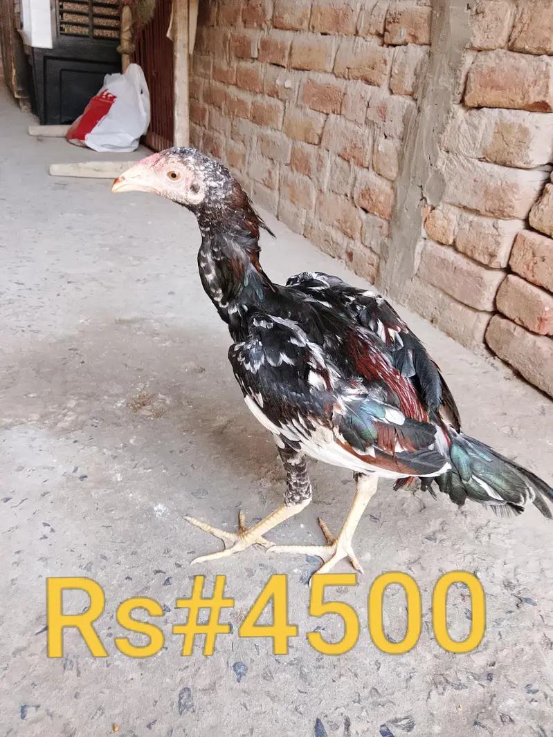 High quality aseel hens for sale in low price. whatsapp no. 03049256454 — photo 3
