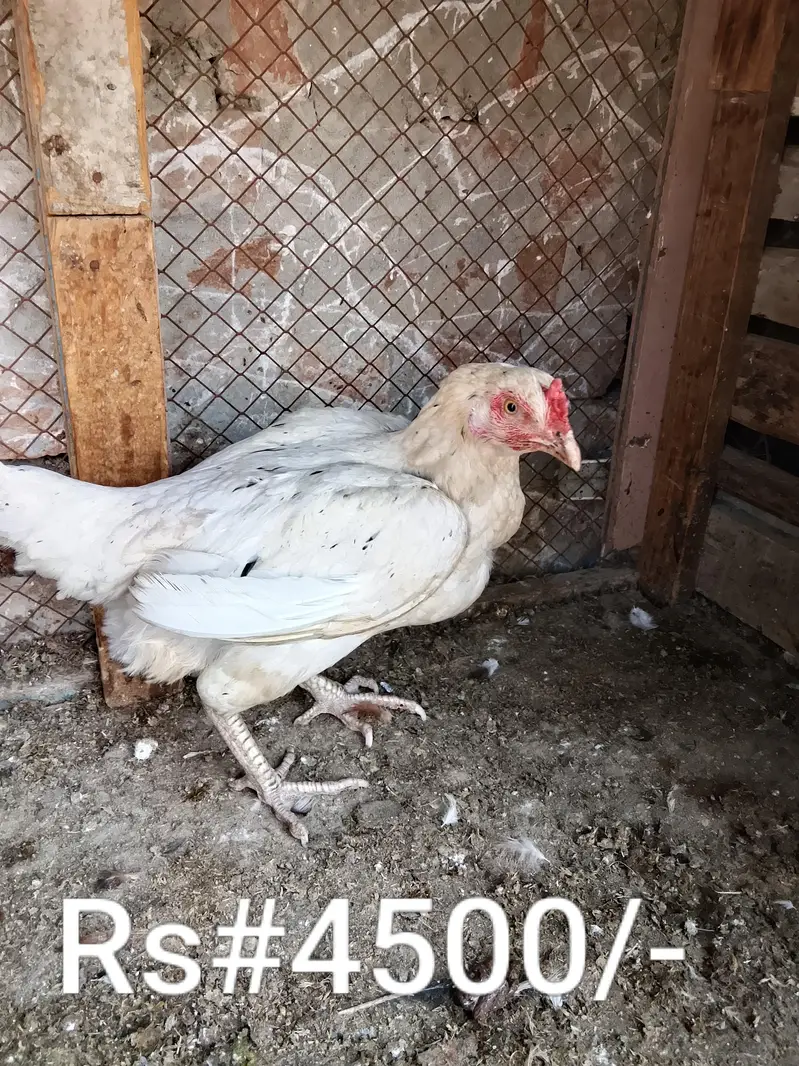 High quality aseel hens for sale in low price. whatsapp no. 03049256454 — photo 4