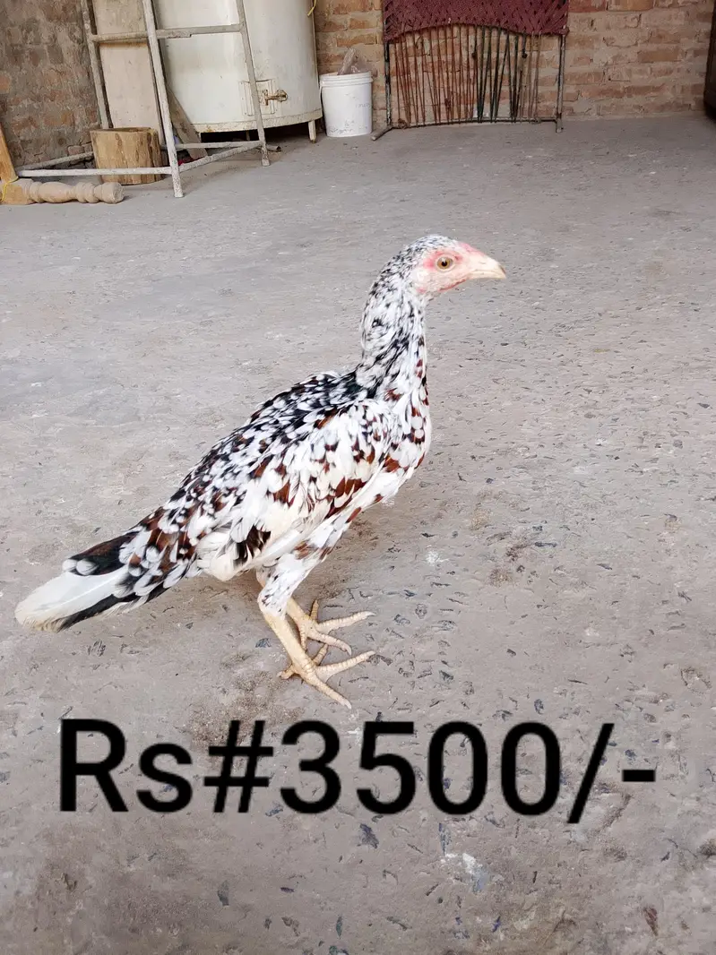 High quality aseel hens for sale in low price. whatsapp no. 03049256454 — photo 5