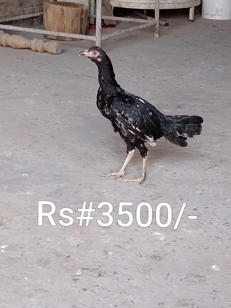 High quality aseel hens for sale in low price. whatsapp no. 03049256454 — photo 6