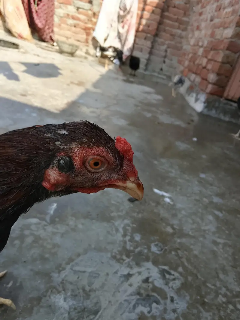 High quality aseel hens for sale in low price. whatsapp no. 03049256454 — photo 7
