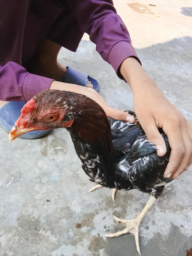 High quality aseel hens for sale in low price. whatsapp no. 03049256454 — photo 8