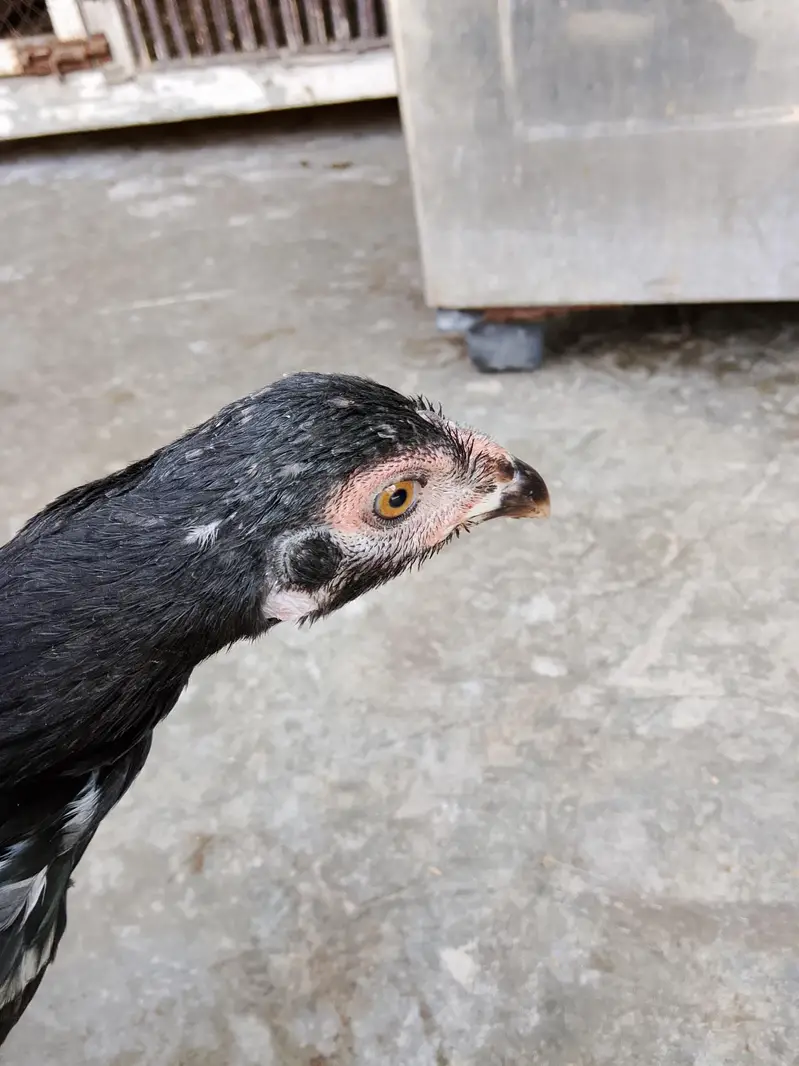 High quality aseel hens for sale in low price. whatsapp no. 03049256454 — photo 9