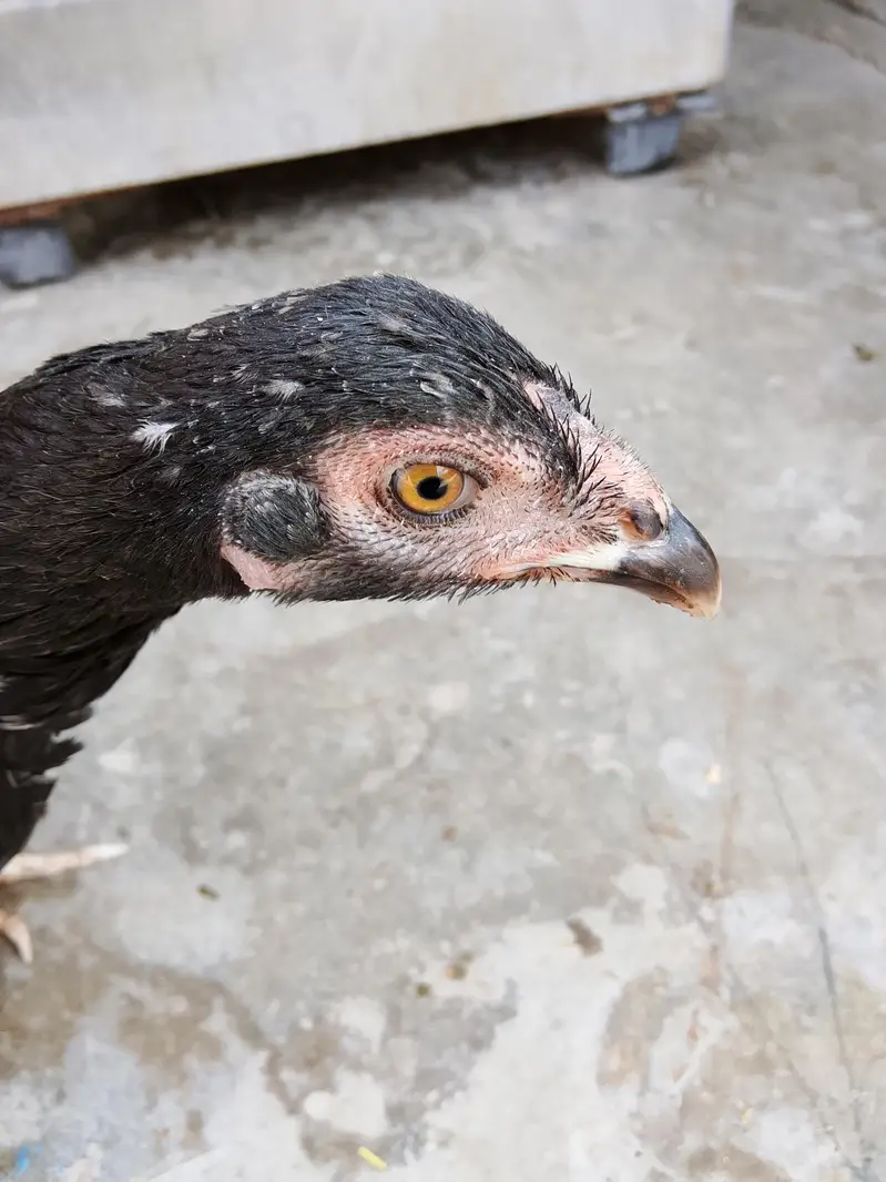 High quality aseel hens for sale in low price. whatsapp no. 03049256454 — photo 10