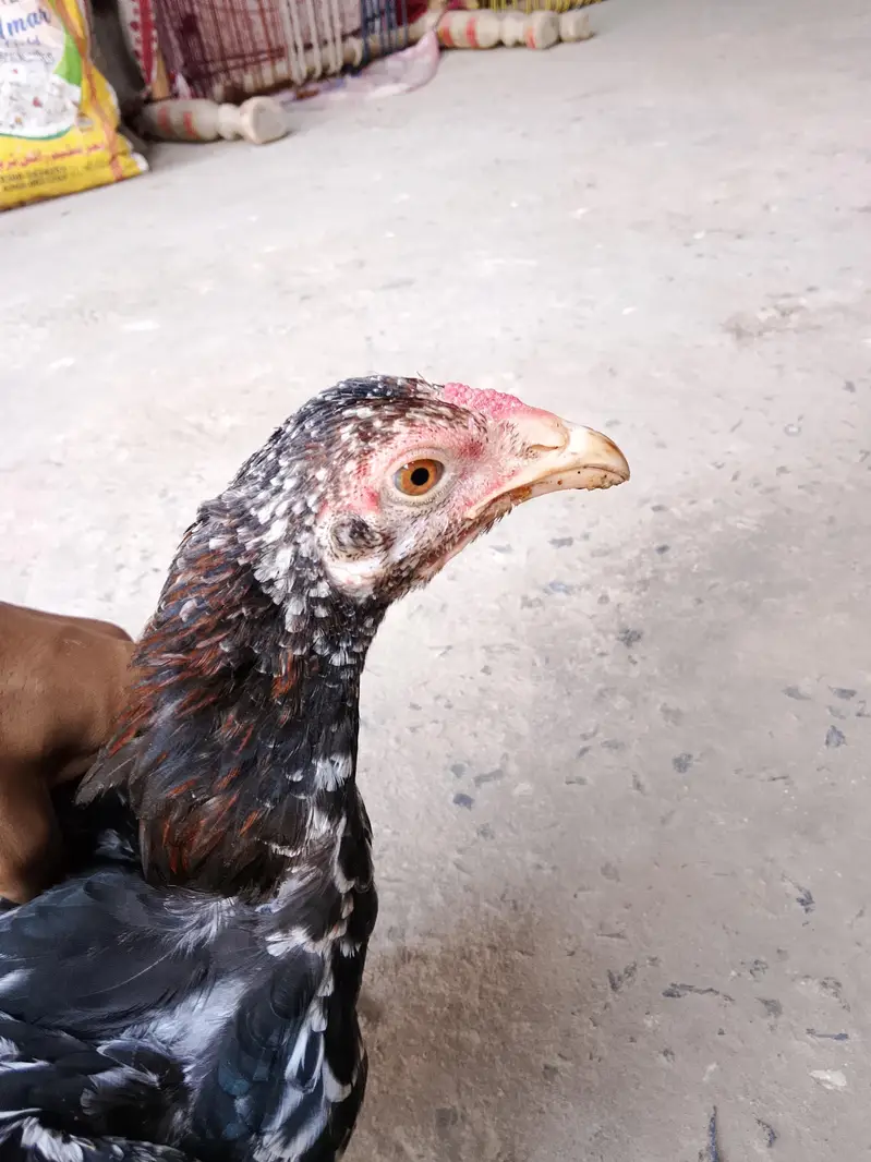 High quality aseel hens for sale in low price. whatsapp no. 03049256454 — photo 11