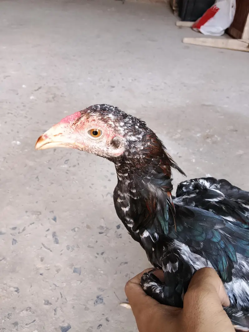 High quality aseel hens for sale in low price. whatsapp no. 03049256454 — photo 12