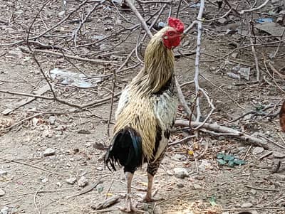 Aseel hen rooster (male) - healthy and active