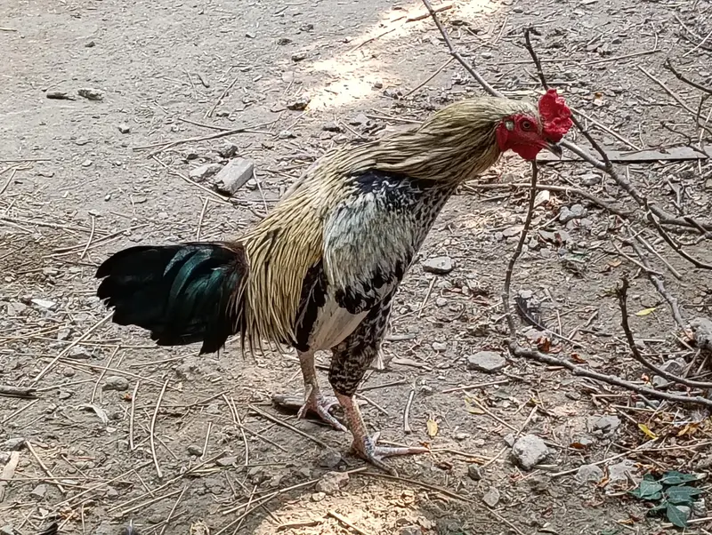 Aseel hen rooster (male) - healthy and active — photo 2