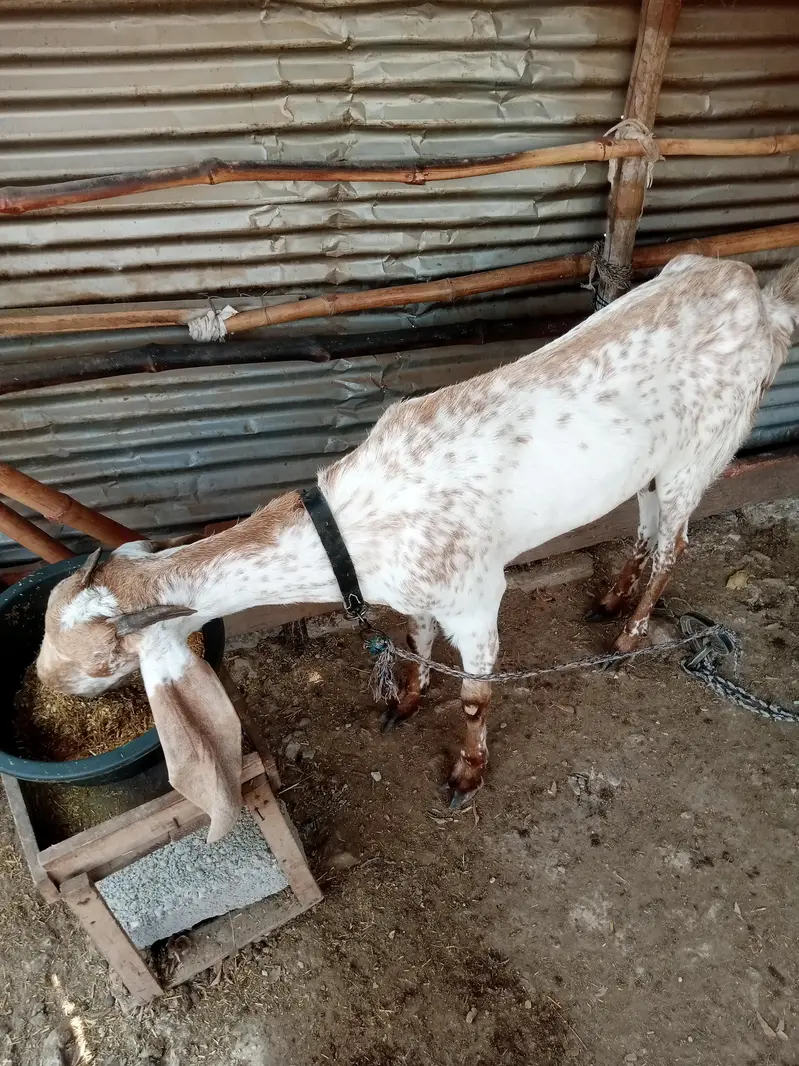 makki cheeni female — photo 3
