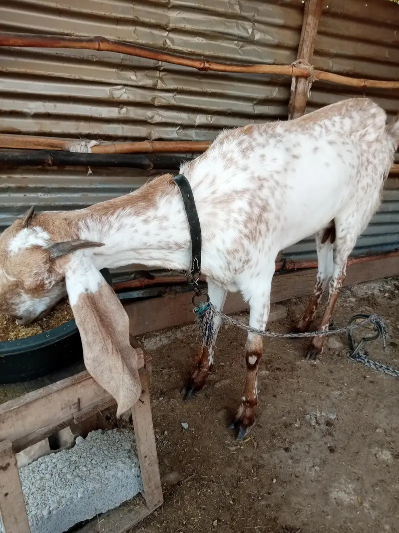 makki cheeni female — photo 3