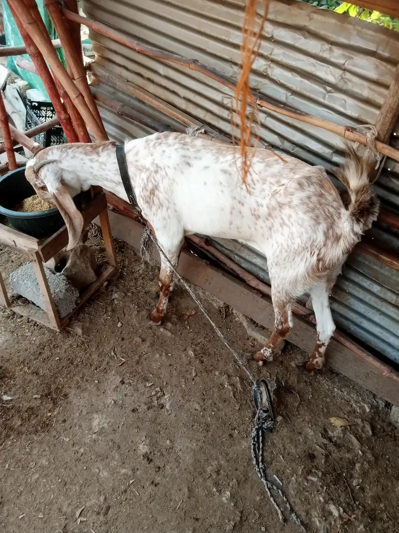 makki cheeni female — photo 4