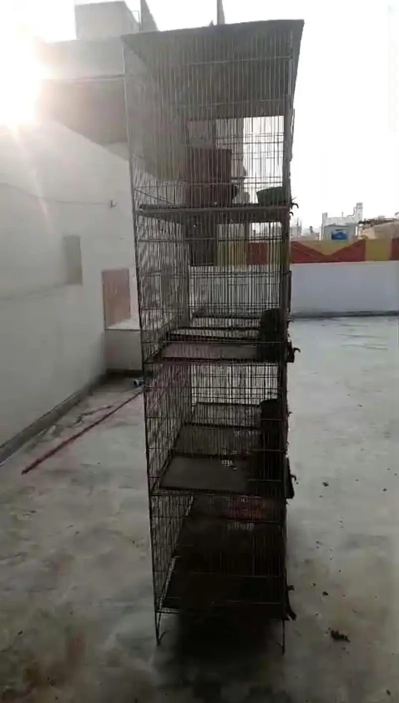 Birds cage 12 portion breeding or finch budgies lovebirds — photo 3