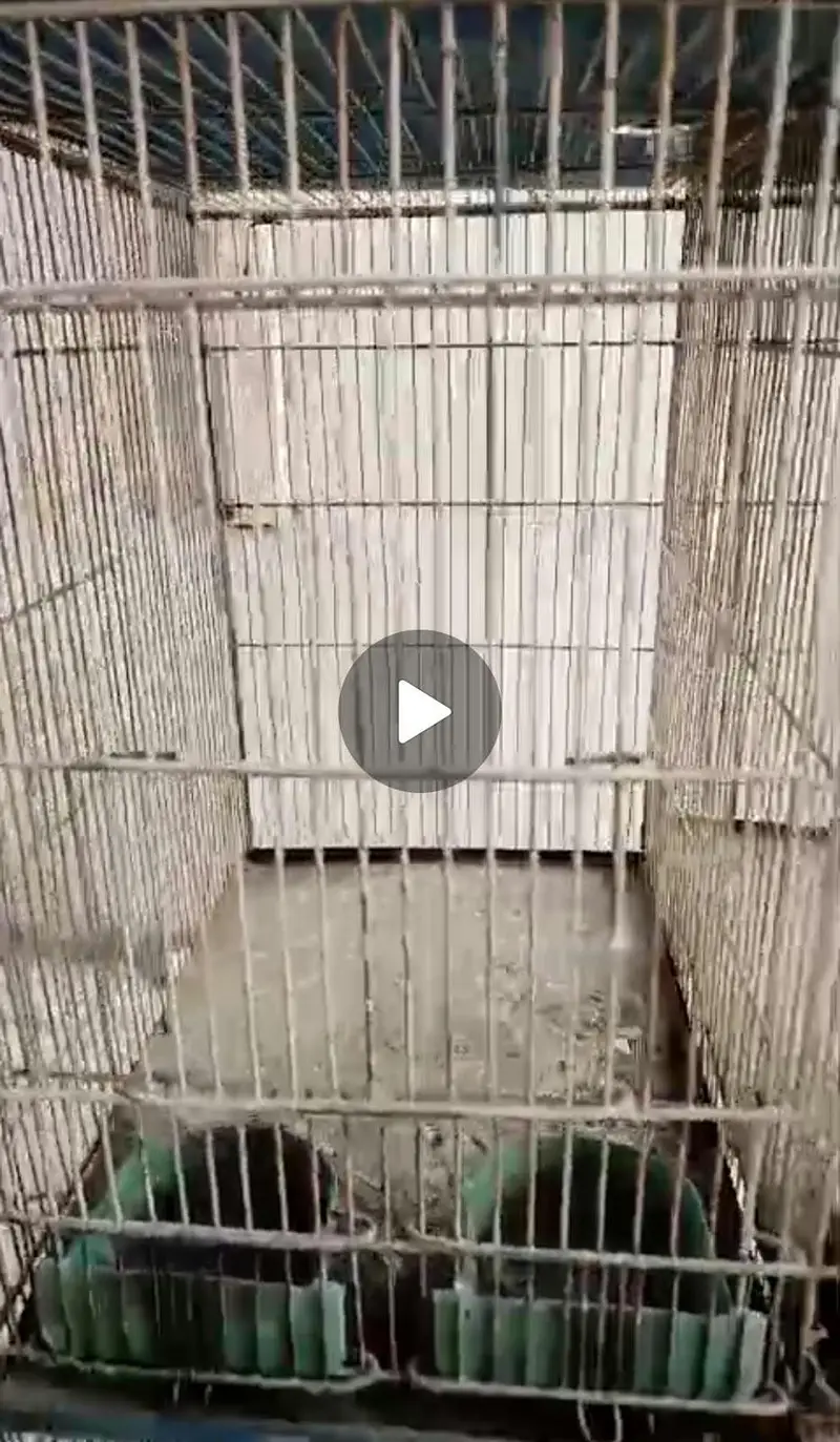 Birds cage 12 portion breeding or finch budgies lovebirds — photo 4