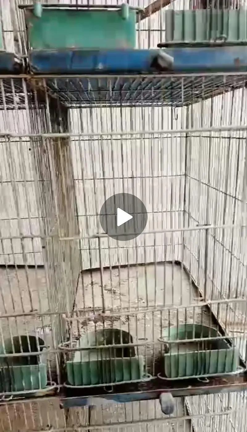 Birds cage 12 portion breeding or finch budgies lovebirds — photo 5