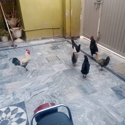 Fayoumi and astrolop hens