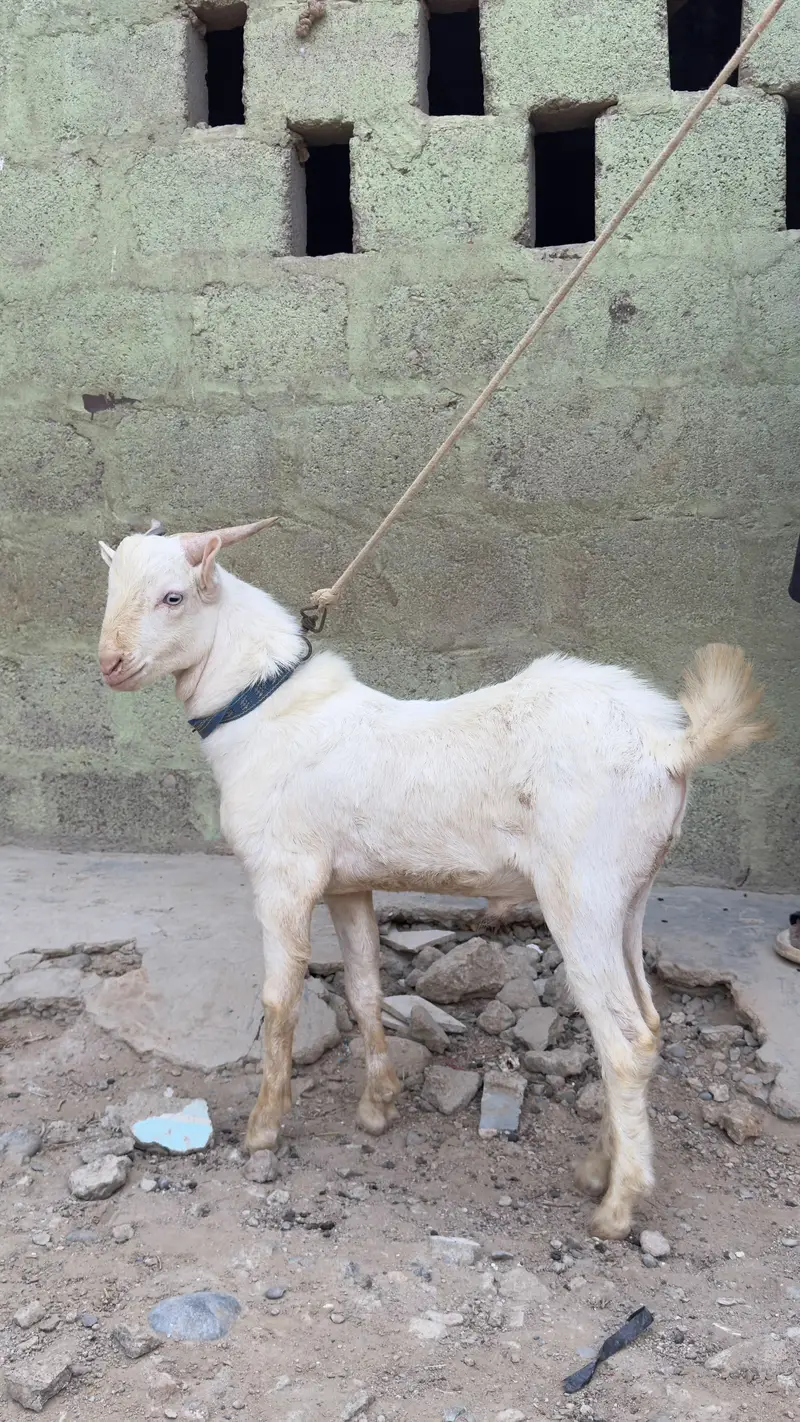 Gulabi Teddy Bakra — photo 2