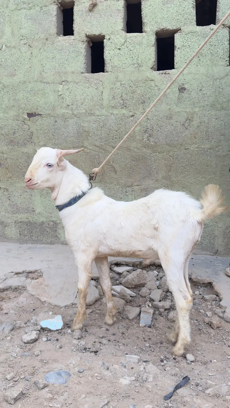 Gulabi Teddy Bakra — photo 3