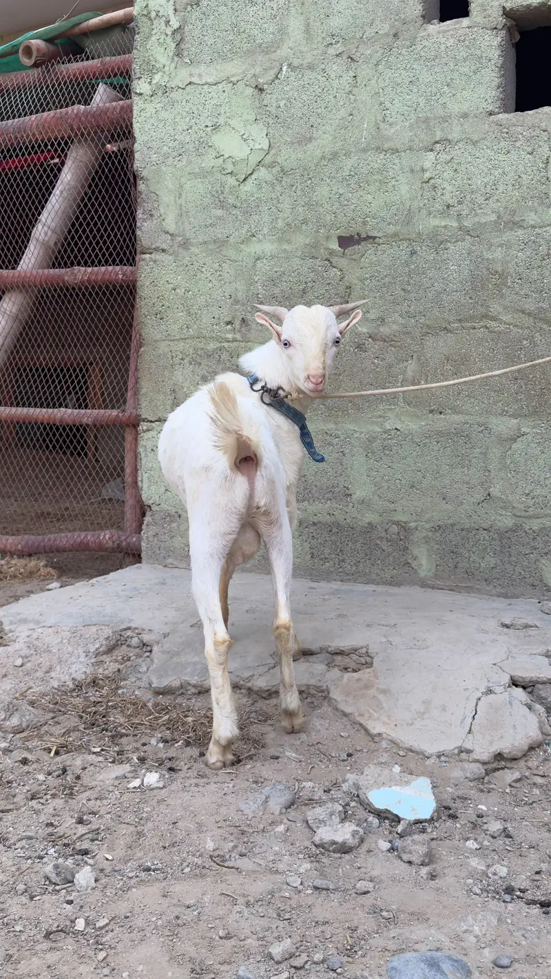 Gulabi Teddy Bakra — photo 4
