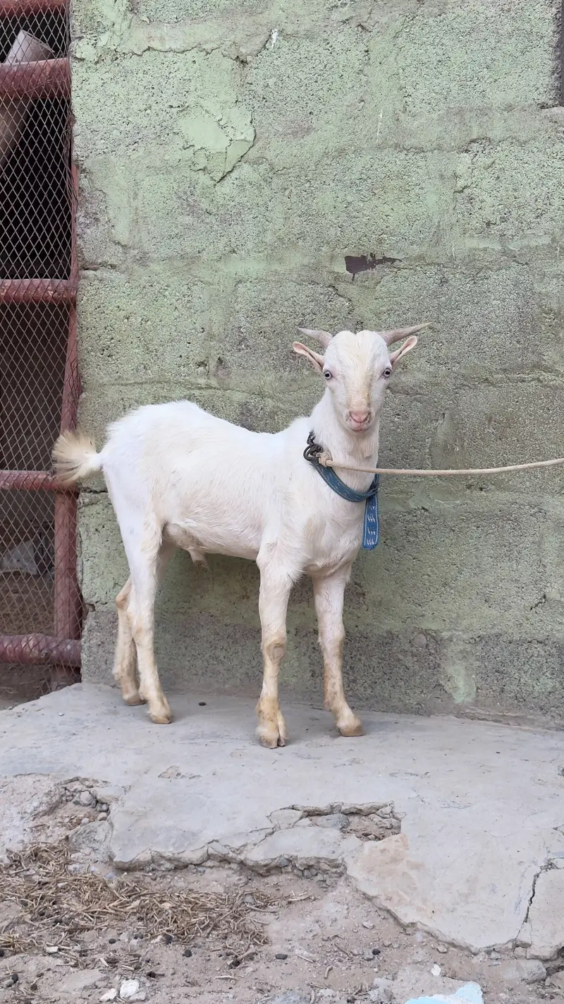 Gulabi Teddy Bakra — photo 5