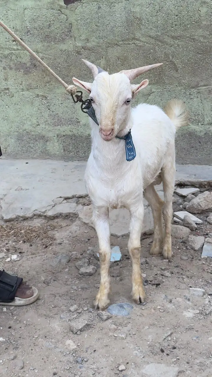 Gulabi Teddy Bakra — photo 6
