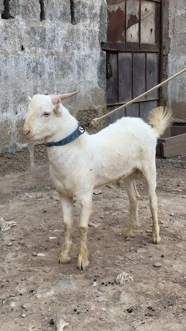 Gulabi Teddy Bakra — photo 7