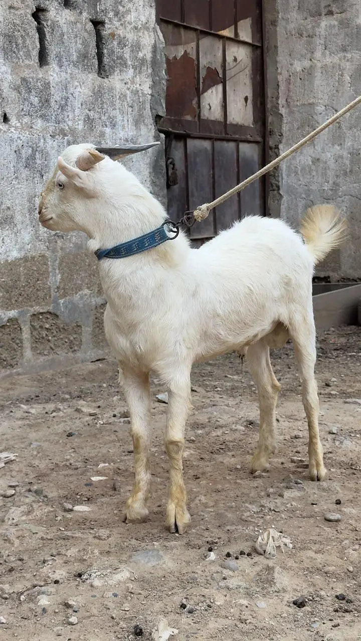 Gulabi Teddy Bakra — photo 8