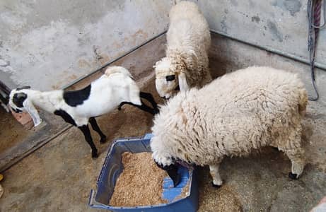 2 chatra age : 2 years , 1 bakra age : 1 year