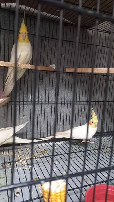 Cockatiel Breeding Pair for Sale | Albino Baby Produced