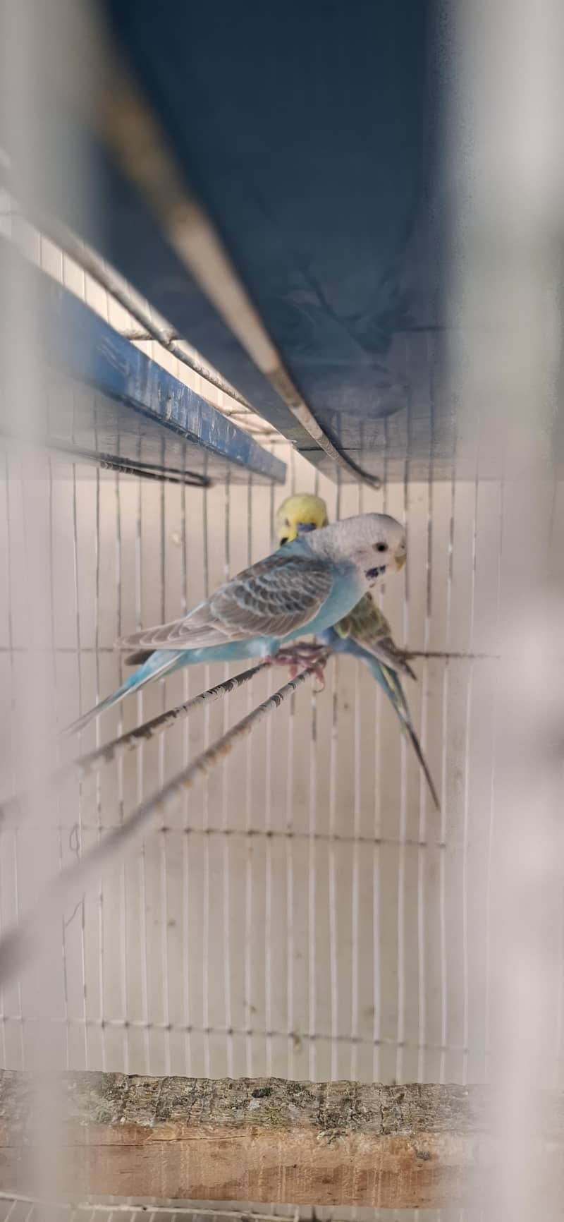 RAINBOW BUGIES 7