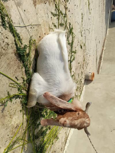 Healthy Goat for Sale