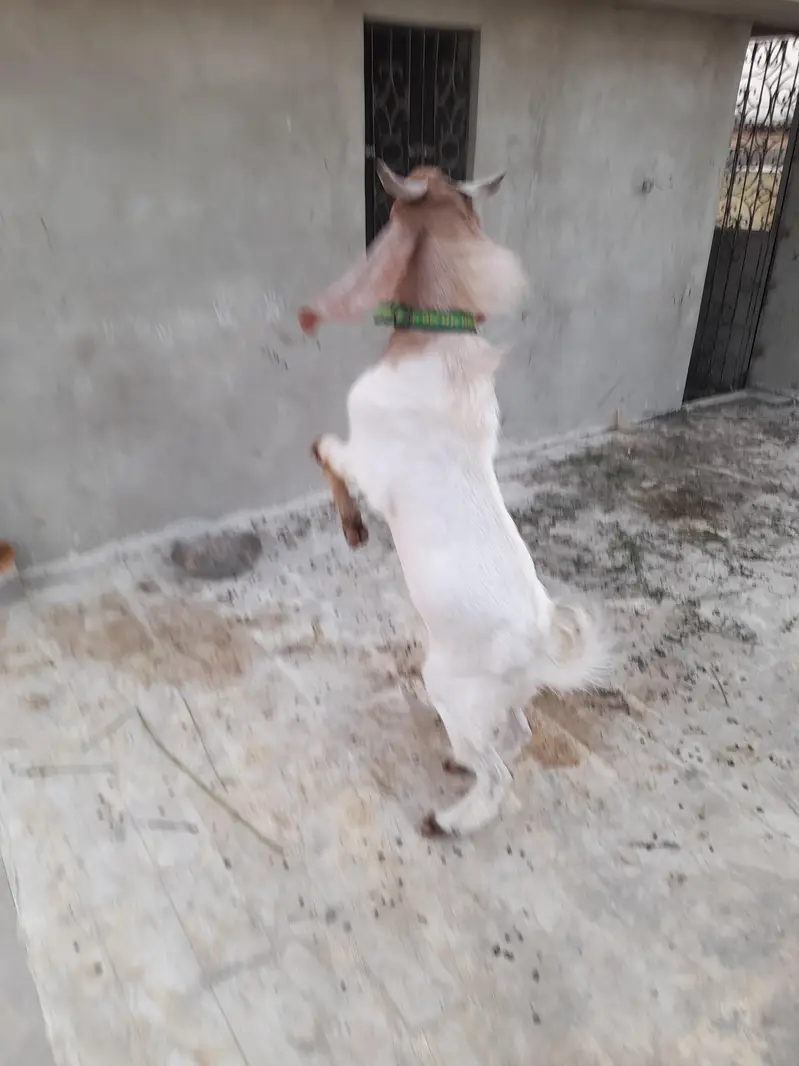 Healthy Goat for Sale — photo 2