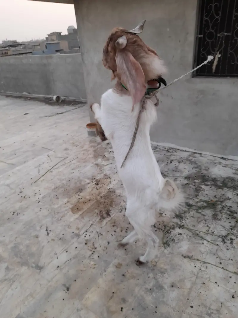 Healthy Goat for Sale — photo 3