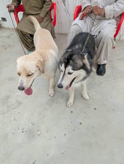 Husky and Labrador dogs for sale