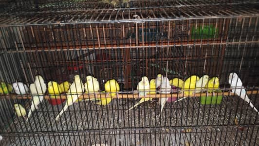 Friday offer plum head pair final 12k green chick conure handtame3 20k